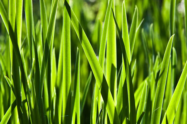 Färskt grönt gräs i trädgården — Stockfoto