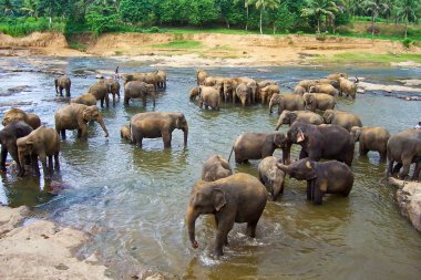 Elephants in the river clipart