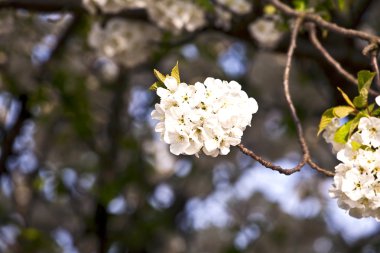 yakın çekim bloom Bahar Dalı