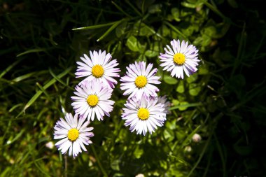 güzel marguerites