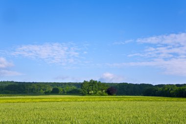 manzara Acres, Mısır ve beyaz bulutlar