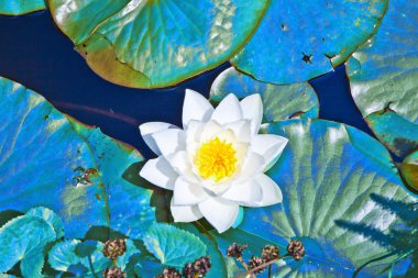 White lotus water lily in lake clipart