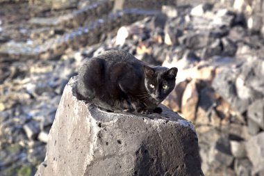 bir kayanın oturmuş siyah kedi