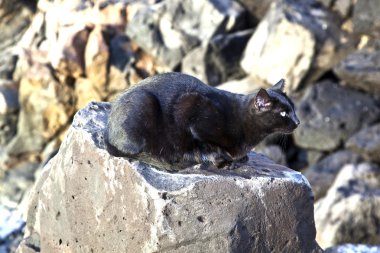 bir kayanın oturmuş siyah kedi