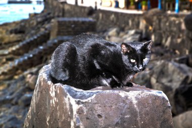 bir kayanın oturmuş siyah kedi