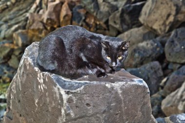 bir kayanın oturmuş siyah kedi