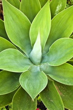 aloe vera bitkisi