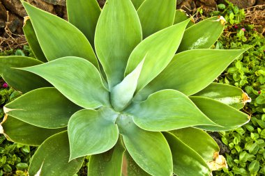 aloe vera bitkisi