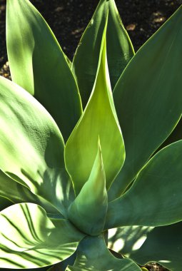 aloe vera bitkisi