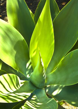 aloe vera bitkisi