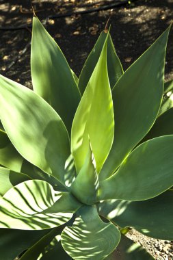 aloe vera bitkisi