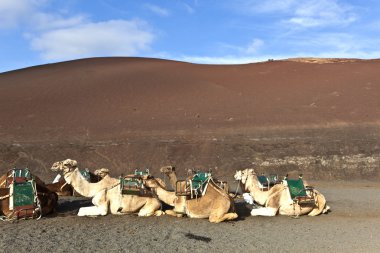 Camels in the national park in Lanzarote clipart