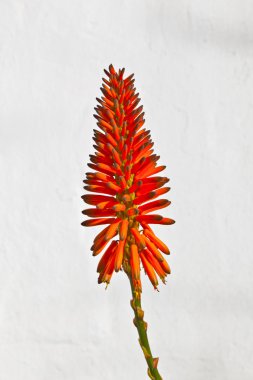 güzel aloe vera çiçek