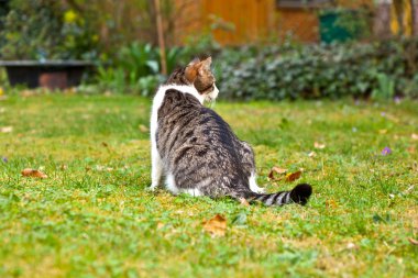 yeşil çim Bahçe en sevimli kedi