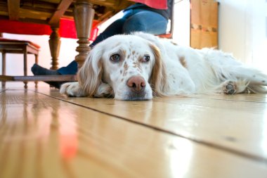 Dog lying at the wooden floor in the dining room clipart