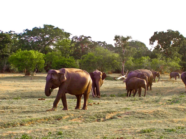 Дикие слоны в джунглях — стоковое фото