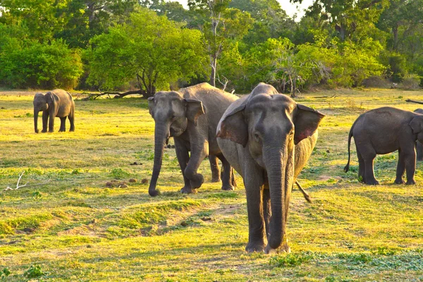 stock image Wild elefants in the jungle