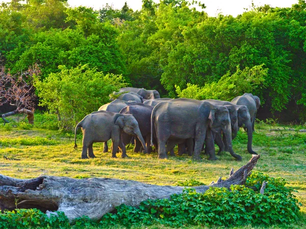 Дикие слоны в джунглях — стоковое фото