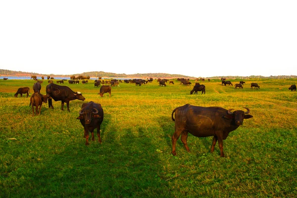 Wild buffalos in the jungle — Stock Photo, Image