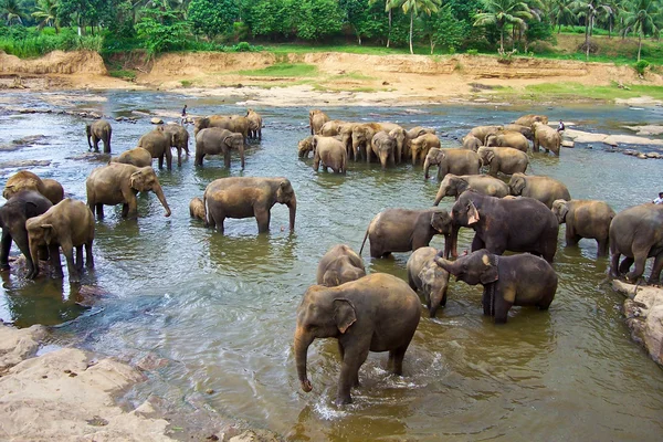 Слони в річці — стокове фото