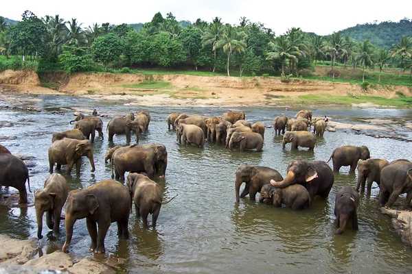 Ελέφαντες στο ποτάμι — Φωτογραφία Αρχείου