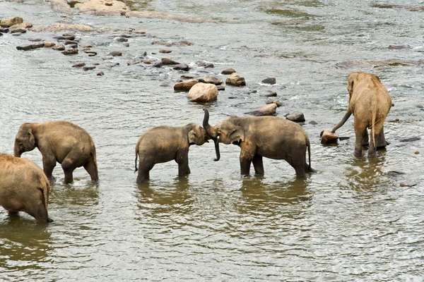 Слоны в реке — стоковое фото