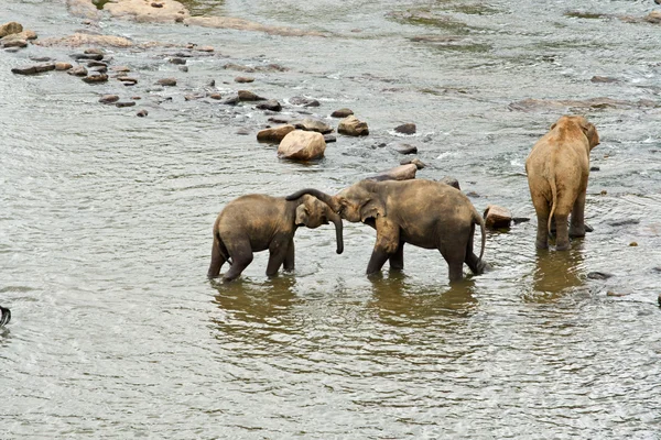 Słonie w rzece — Zdjęcie stockowe