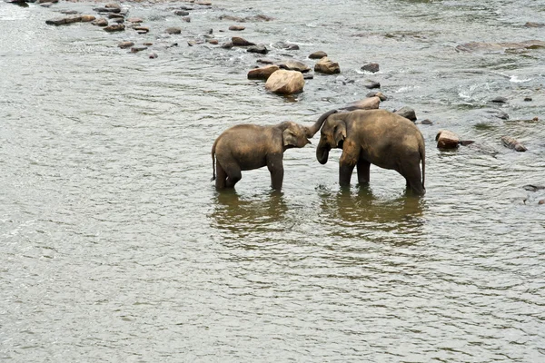 Słonie w rzece — Zdjęcie stockowe