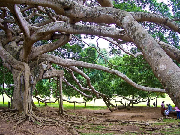 Botanical Garden of Peradeniya, Kandy — Stock Photo, Image