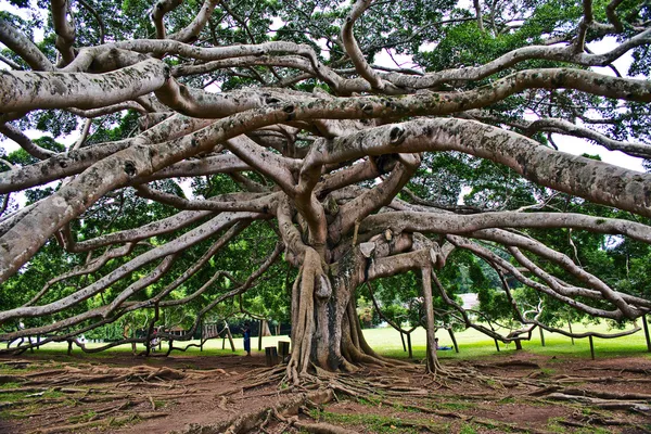 Jardín Botánico de Peradeniya, Kandy — Foto de Stock