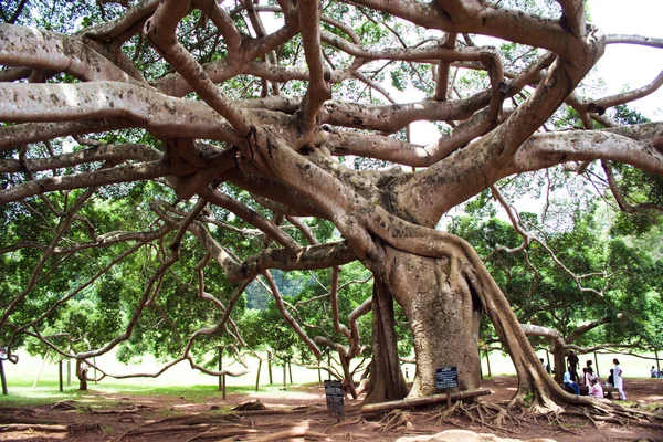 Jardim Botânico de Peradeniya, Kandy — Fotografia de Stock