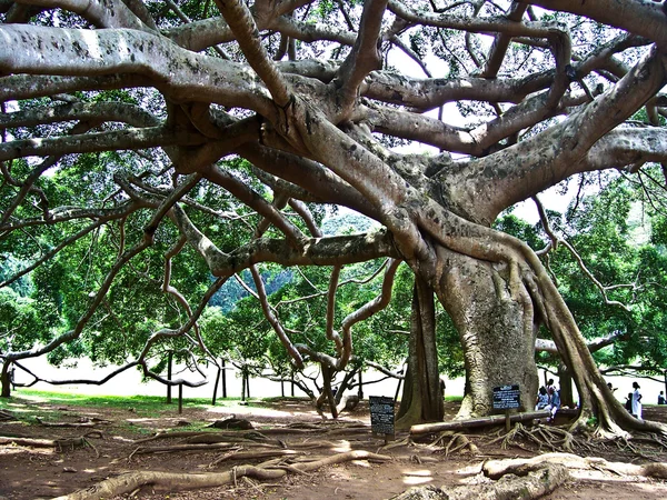 Orto Botanico di Peradeniya, Kandy — Foto Stock