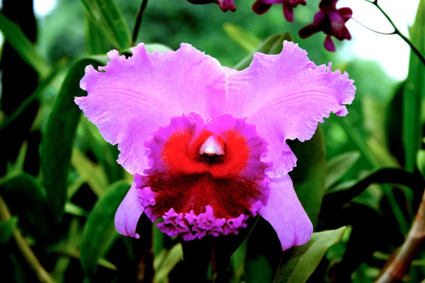 Орхидея в ботаническом саду Перадения, Канди — стоковое фото