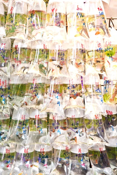 Bags of fishes for sale at a market — Stock Photo, Image