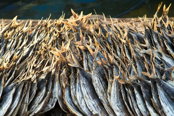 Stockfished 椰垫上干燥 — 图库照片