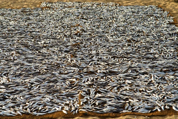 ココ マット stockfished 乾燥 — ストック写真