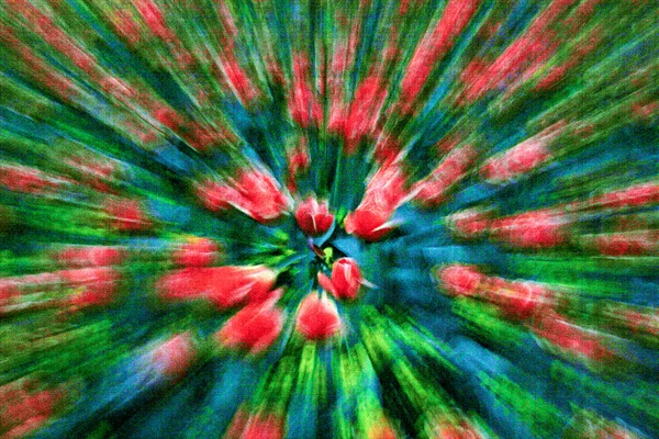 Tulipas no jardim com zoom extremo em luz expressionista — Fotografia de Stock