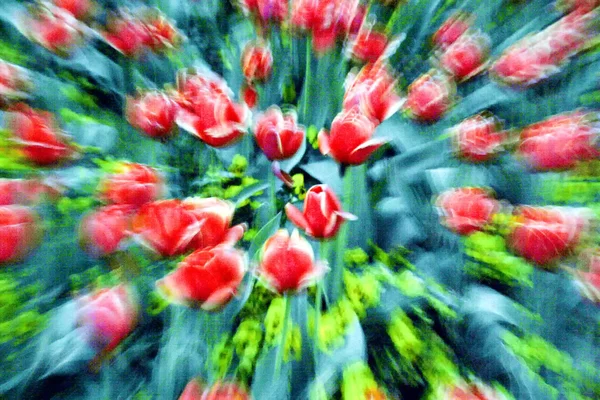 Tulipas no jardim com zoom extremo em luz expressionista — Fotografia de Stock