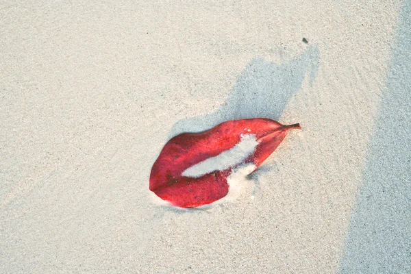 Hojas en una playa de arena blanca — Foto de Stock