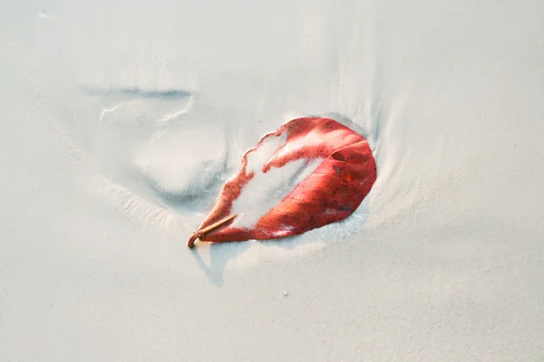 在白沙滩上的叶子 — 图库照片