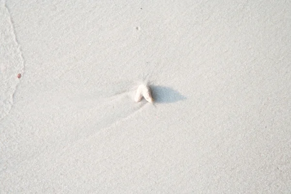 Shell na bílé písečné pláži — Stock fotografie