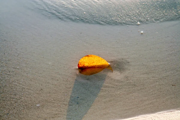 白い砂浜の葉 — ストック写真
