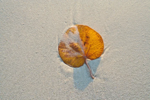Beyaz kumlu bir plaj yapraklarda — Stok fotoğraf