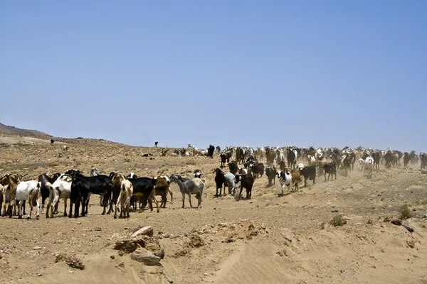Flock of goats near Arrecife — Stock Photo, Image