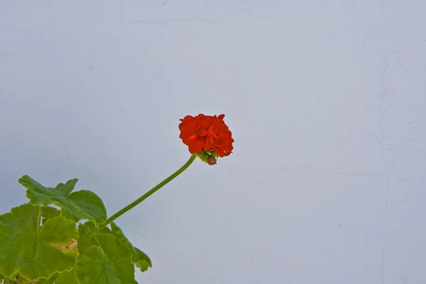 Червона квітка і біла стіна — стокове фото