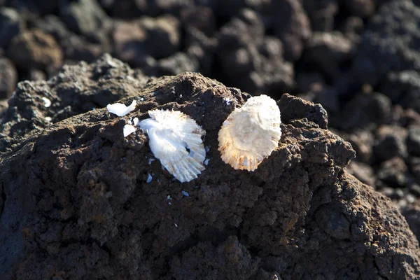 Conchas en una piedra volcánica en la costa — Foto de Stock
