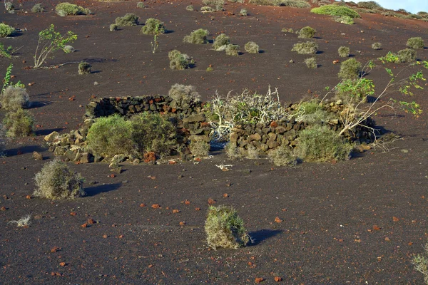 Vegetation in vulkanischem Gebiet im Lanzaroteunter dem Vulkan — Stockfoto