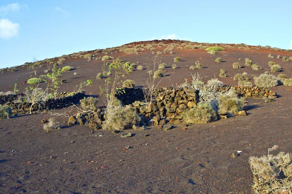 Vegetace ve vulkanické oblasti na Lanzarote — Stock fotografie