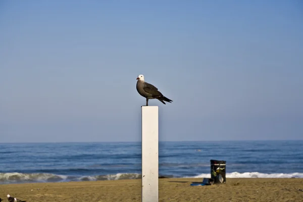 Seagul sitter på en stam för volleyboll på stranden och watche — Stockfoto