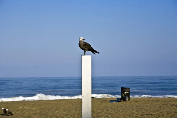 Seagul zittend op een boomstam voor volleybal op het strand en watche — Stockfoto